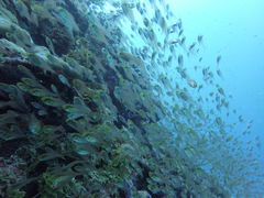 gݐؐ墊C̗Vя@Ȃ䂭̎ʐ^2