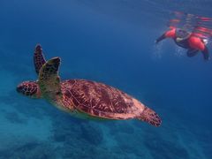 ݂Ȃ݂̃RY~bNA[Xւ̓eʐ^1