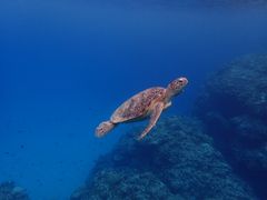 ݂Ȃ݂̃RY~bNA[Xւ̓eʐ^2