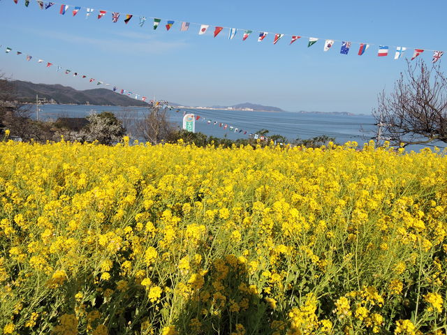 ̓cK؂̉Ԕ̓eʐ^3