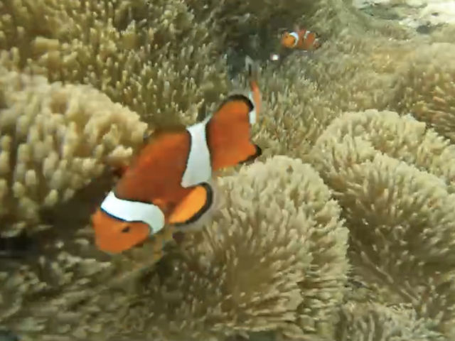 �j��_SHISHI�Ί_��