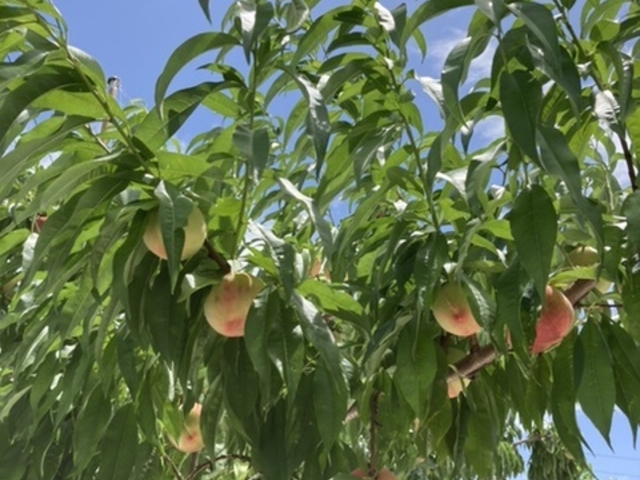 �����ł��B_�v�ۓc�_��