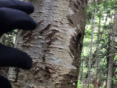 R̂Ƃ񂳂̊Вmc[Xgւ̓eʐ^3