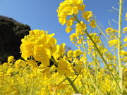 ̓cK؂̉Ԕ̓eʐ^1