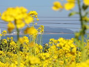 ̓cK؂̉Ԕ̓eʐ^2