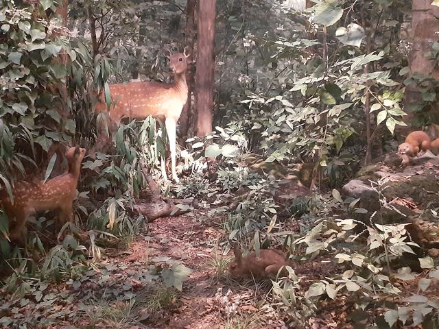 ̎R̖͌^B̐WĂ܂B_Ȗ،