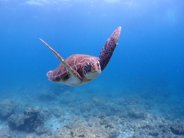 �T������J�����ڐ�^_^_DIVING SHOP RYAAAN