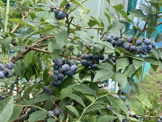 �嗱�łƂĂ��Â������ł�(���L��`��)_�����ǃu���[�x���[��