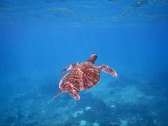 䂳SEA ENJOYւ̓eʐ^1