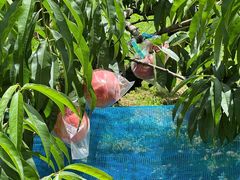 kukkipome����̉������t���[�c�K�[�f���ւ̓��e�ʐ^1