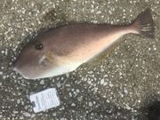 Ƃ񂳂̐C̈ނ̓eʐ^1