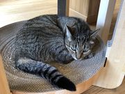 ������̔L�J�t�F�@����[�ɂ�̓��e�ʐ^2