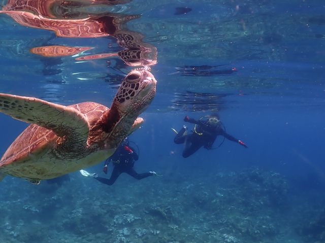 �T�ɉ�܂����I_���v���_�C�r���O�K�C�h���S�n