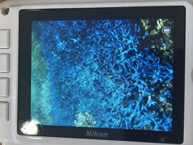 �C���̎X��_Reefknot