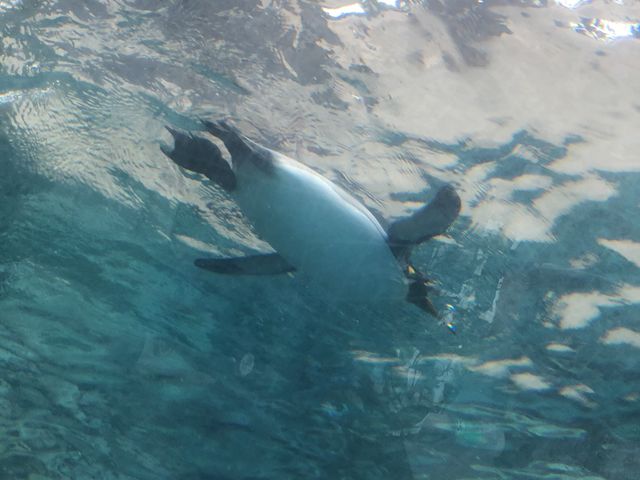 �����ɉj���y���M���I_���R������