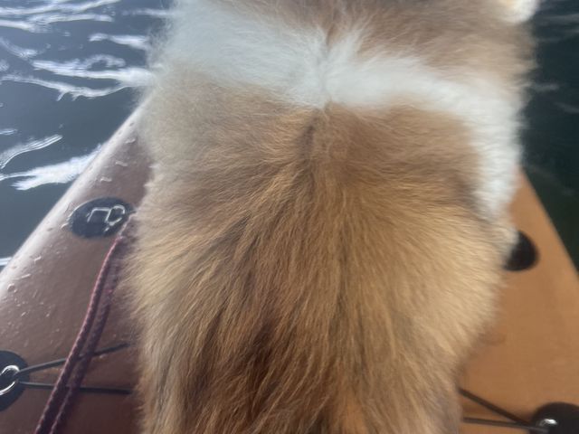 �R���[�悹�܂���_�ɓ��g�D�N �A�N�e�B�r�e�B����̃����^��