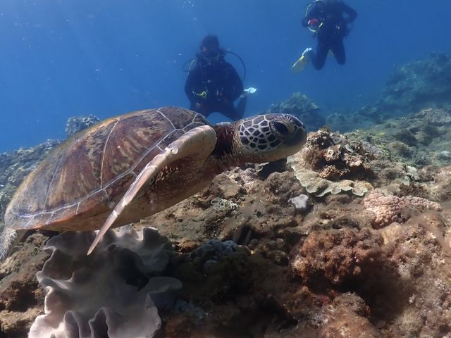 �E�~�K���ɂ���܂����I_���v���_�C�r���O�K�C�h���S�n