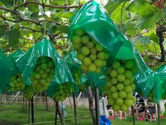 ڂ̌_O[vnEXւ̓eʐ^2