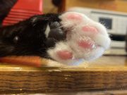 �L�I�����Fang for Stray Catz.�@�l�R�J�t�F�t�@���O�̓��e�ʐ^1