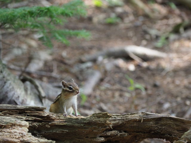 �V�}���X�����������ł��B_�I�z�[�c�N���R��