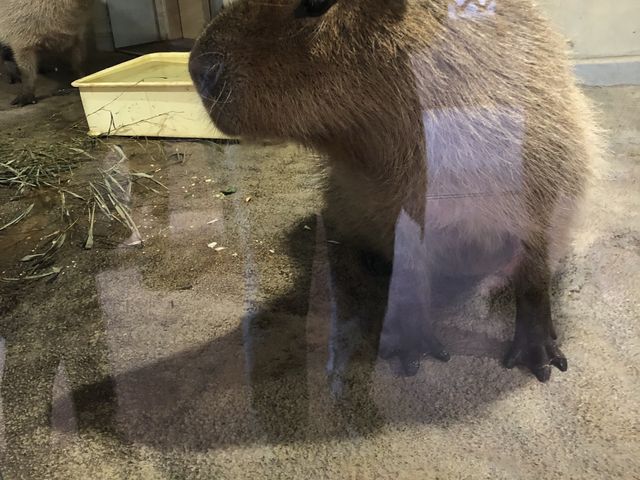 �܂�L�͂����Ƃ�����������ł��B�G�ꂽ��ǂ�������
�ƔL�Ɣ�ׂĉs���܂łт�����B_���R������