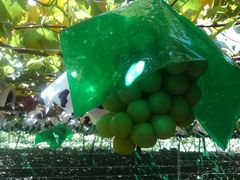 ~Y^R̊ό@Ôւ̓eʐ^1