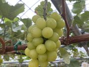 ܂Ȃ̂Ԃǂ@˖{̓eʐ^1