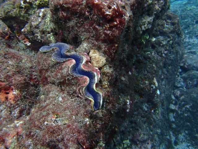 �_�C�r���O��_aquastyle