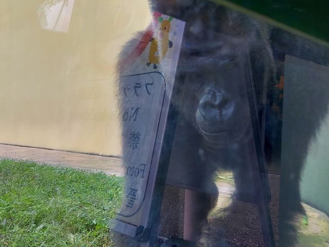 シャバーニが近づいてきた時の写真です
この後「ドンッ」と掌をガラス越しで向けて来ました!
感動です!_東山動植物園