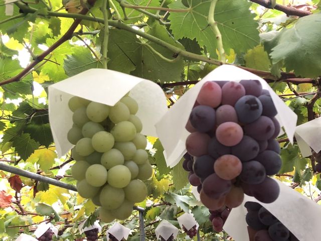 ���i�킪�����ꏊ�ɂ���܂��B_�[���̋u�ό��_��(�����s�ό��Ԃǂ��Z���^�[�����x��)