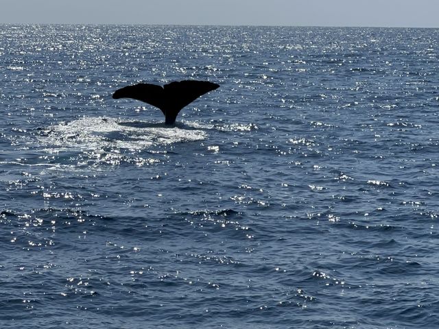 �}�b�R�N�W���ł�_�L����Вm���l�C�`���[�N���[�Y