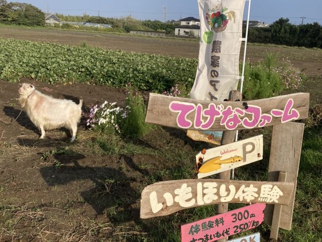 ���H�����̊Ŕ�_�Ă��ȃt�@�[��