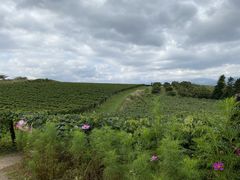 ۂɂ傳̃jgόʎւ̓eʐ^4