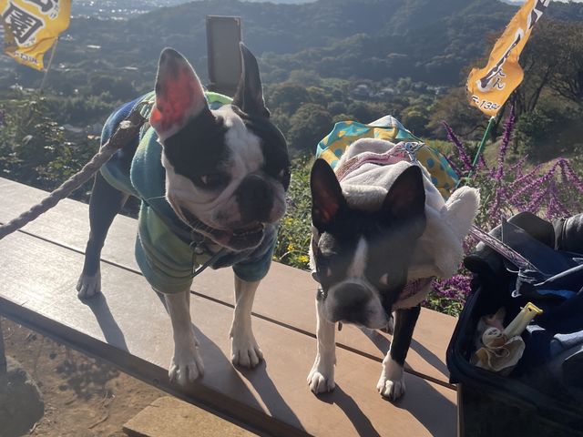 �����R�������A�����ł�����_�O�x��