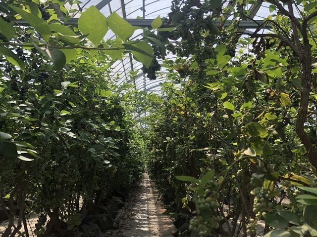 �΂����Ƃ����_�̉ʂ̋�