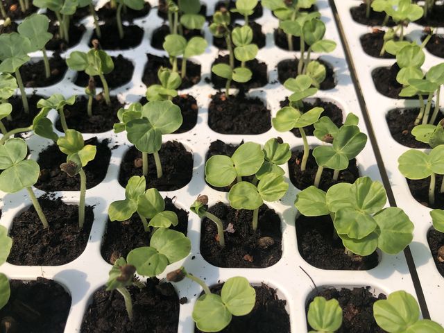 �����x�C�r�[_�̉ʂ̋�