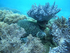 Mariã}T[rXނʁ[ւ̓eʐ^1