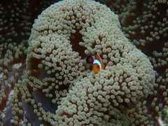 ^N}̐Ί_u[V[T[ւ̓eʐ^1