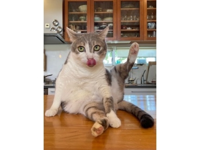 �����l�R�����_�H�[TAMA