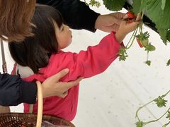 ichigos Yokohama-C`SXlւ̓eʐ^1