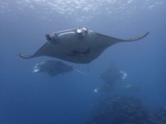 ܂̃}Vbvtaitaiւ̓eʐ^1