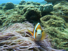 傤䂽̃_CrOVbvTI.OCEANւ̓eʐ^1