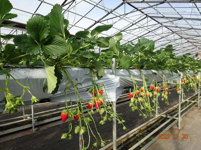 1��ɐ����A����������R�B����Ȃɑ傫���ĊÂ��������̓X�[�p�[�ł͂��ڂɂ�����Ȃ������B_�ό��_���ԂЂ��