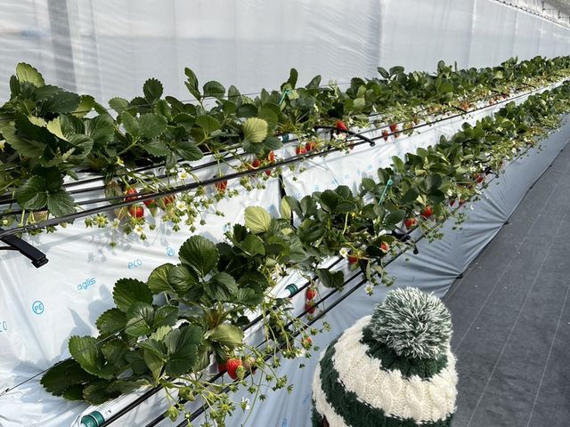 ����2�i�ɂȂ��Ă��ĉ��s��������A䕑I�т����ł����N���N���܂����I_������܃x���[1