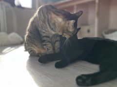 ^P񂳂̉Ԃ̖؃VF^[@2قւ̓eʐ^1