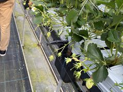 䂩̃C`S񂿂ւ̓eʐ^1