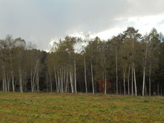 񂳂̖ؑ]n̗ւ̓eʐ^1