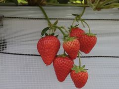 [̂H[@Ђ炩ւ̓eʐ^1