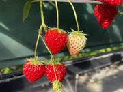 �����Ⴓ��̐[��_���̓��e�ʐ^2