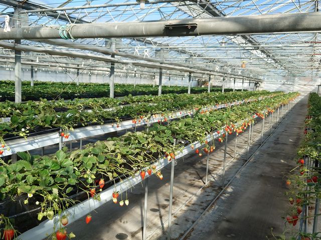 �n�E�X�������L�X�ł����B_�咆�_���C�`�S��